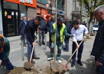 Në Mitrovicë fillon mbjellja e drunjëve dekorativ