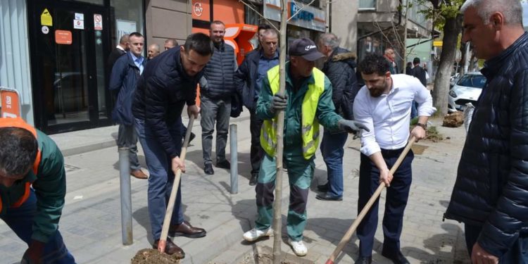 Në Mitrovicë fillon mbjellja e drunjëve dekorativ