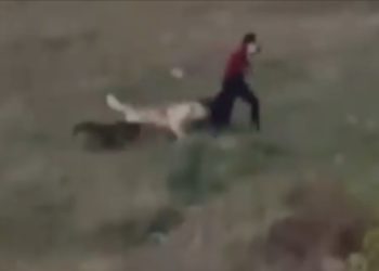 Momenti kur qentë endacakë sulmojnë një person në Prishtinë [ Video ]