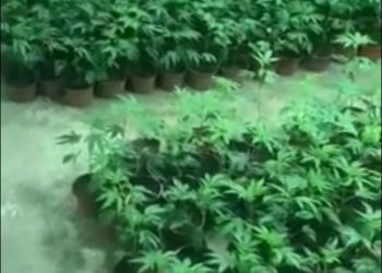 Goditet grupi në Mitrovicë –Veri, shkatërrohet laboratori i kultivimit të drogës, arrestohen katër (4) persona të dyshuar