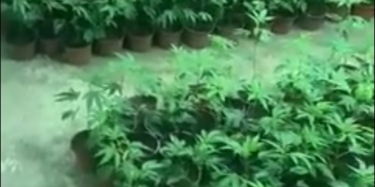 Goditet grupi në Mitrovicë –Veri, shkatërrohet laboratori i kultivimit të drogës, arrestohen katër (4) persona të dyshuar