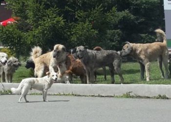 Plagos qenin, arrestohet një person në Obiliq