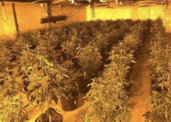 Shkoi për kriptovaluta, por Policia zbuloi laborator droge në veri