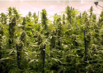 Kapen 35 bimë kanabis sativa në shtëpinë e një qytetari në Skenderaj