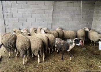 Kapen 26 dele dhe 4 dhi të kontrabanduara në Mitrovicë 🔻