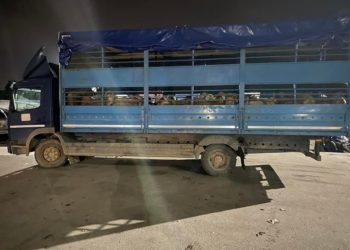 Policia kufitare në rajonin e veriut, ndalon një kamion që transportonte dele pa dokumentacion përkatës