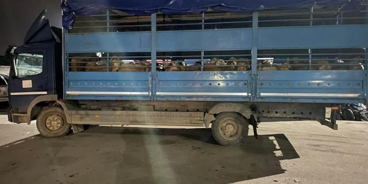 Policia kufitare në rajonin e veriut, ndalon një kamion që transportonte dele pa dokumentacion përkatës