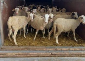 Tentojnë të kontrabandojnë kafshë, kapen nga Policia