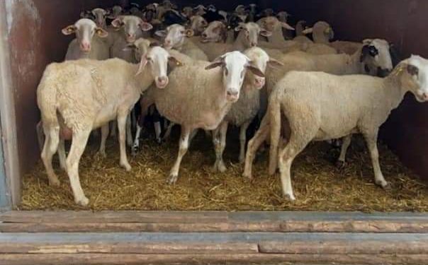 Tentojnë të kontrabandojnë kafshë, kapen nga Policia