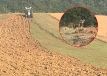 Ujku në Krushë të Madhe i hidhet bujkut në traktor