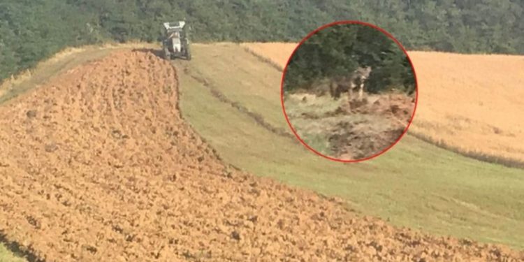 Ujku në Krushë të Madhe i hidhet bujkut në traktor