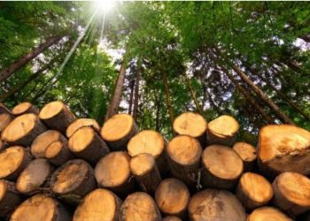 Deri në 80 euro një metër dru në Prishtinë, qytetarët druajnë për një dimër të vështirë