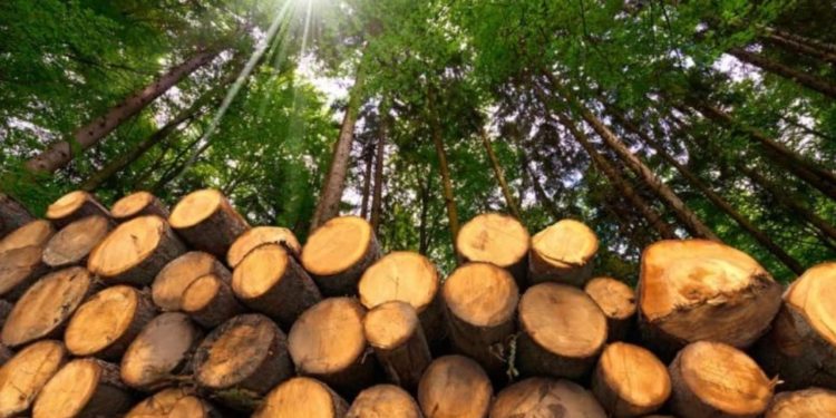 Deri në 80 euro një metër dru në Prishtinë, qytetarët druajnë për një dimër të vështirë