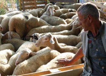 Ky është lokacioni ku do të shiten Kurbanët këtë Bajram