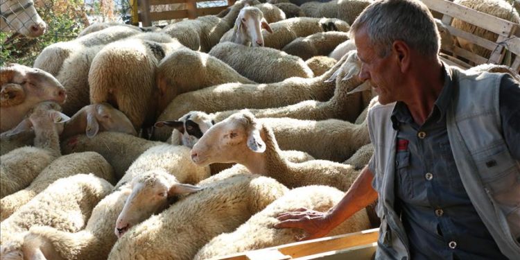 Ky është lokacioni ku do të shiten Kurbanët këtë Bajram