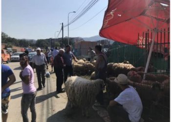 Shtrenjtohet çmimi i kurbaneve, kaq do kushtojë sivjet