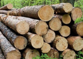 “Guxo ndalëm, s’ka me ta mbërri ymri as rrogën e parë si pylltar”, mitrovicasi kërcënon rojën e pyllit në Bajgorë