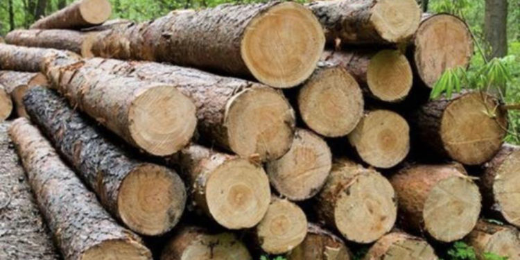 “Guxo ndalëm, s’ka me ta mbërri ymri as rrogën e parë si pylltar”, mitrovicasi kërcënon rojën e pyllit në Bajgorë