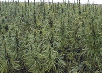 Policia gjen kanabis sativa në një arë në Vushtrri