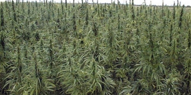 Policia gjen kanabis sativa në një arë në Vushtrri