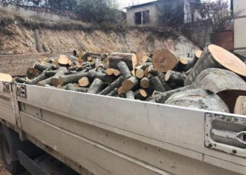 Fluturon” çmimi i drunjëve: Një metër dru, shkon deri në 100 euro