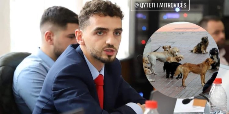 Asambleisti Fisnik Krasniqi vë theks të veçantë për trajtimin e qenëve endacakë në Mitrovicë