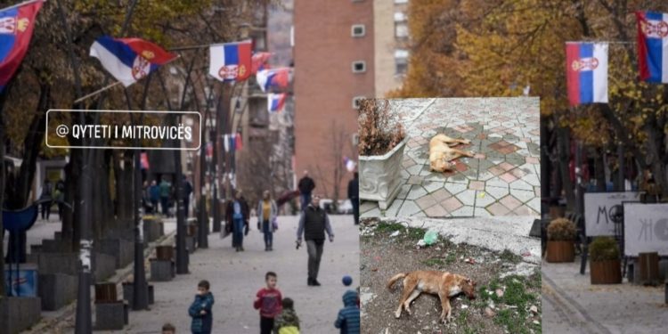 Dyshohet për helmime masive të qenve në Mitrovicë të Veriut