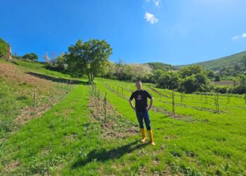 “Veriut i duhet gjallëri”, Peci mbjell vreshtin e parë eksperimental të fidaneve rezistente në Zhazhë të Leposaviqit