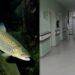 Një fëmijë 2 vjeç ra në bazenin e restorantit në Mitrovicë, dërgohet në Spital në gjendje të rëndë