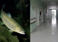 Një fëmijë 2 vjeç ra në bazenin e restorantit në Mitrovicë, dërgohet në Spital në gjendje të rëndë