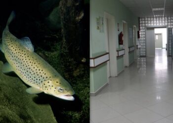 Një fëmijë 2 vjeç ra në bazenin e restorantit në Mitrovicë, dërgohet në Spital në gjendje të rëndë
