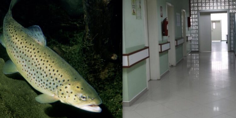 Një fëmijë 2 vjeç ra në bazenin e restorantit në Mitrovicë, dërgohet në Spital në gjendje të rëndë